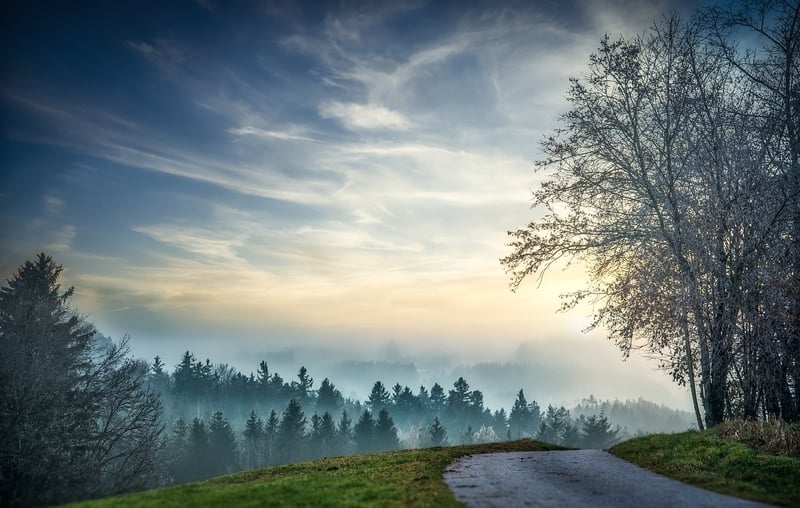 forest path